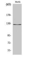 MSH3 Polyclonal Antibody