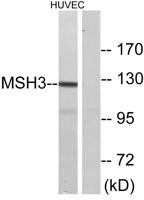 MSH3 Polyclonal Antibody