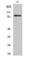 MSK1 Polyclonal Antibody