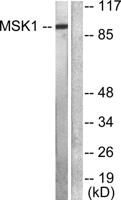 MSK1 Polyclonal Antibody