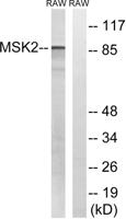 MSK2 Polyclonal Antibody