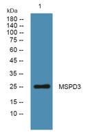 MSPD3 Polyclonal Antibody