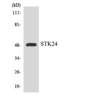 MST-3 Polyclonal Antibody