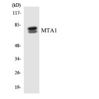 MTA1 Polyclonal Antibody