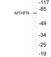 MTHFR Polyclonal Antibody