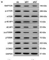 mTOR Polyclonal Antibody