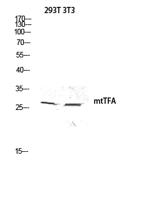 mtTFA Polyclonal Antibody