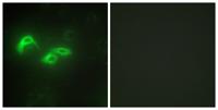 mtTFA Polyclonal Antibody