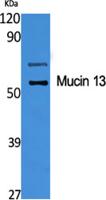 Mucin 13 Polyclonal Antibody