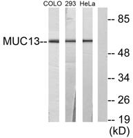 Mucin 13 Polyclonal Antibody