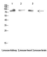 MUM1 Polyclonal Antibody