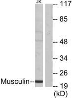 Musculin Polyclonal Antibody