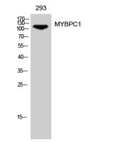 MYBPC1 Polyclonal Antibody