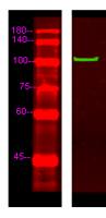 MYCD Polyclonal Antibody