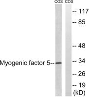 Myf-5 Polyclonal Antibody