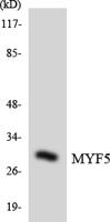 Myf-5 Polyclonal Antibody