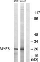 Myf-6 Polyclonal Antibody