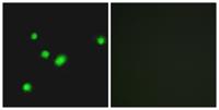 MYH Polyclonal Antibody