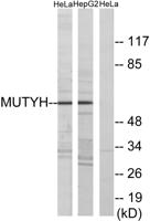 MYH Polyclonal Antibody