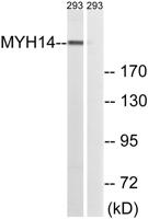 MYH14 Polyclonal Antibody