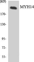 MYH14 Polyclonal Antibody