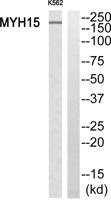 MYH15 Polyclonal Antibody