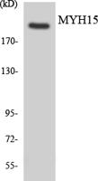 MYH15 Polyclonal Antibody