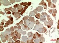 MYH-pan Polyclonal Antibody