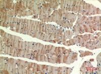 MYH-pan Polyclonal Antibody