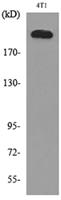 MYH-pan Polyclonal Antibody