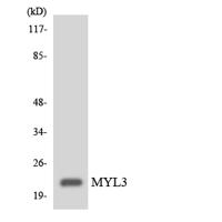 MYL3 Polyclonal Antibody