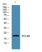 MYL6B Polyclonal Antibody