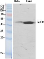 MYLIP Polyclonal Antibody