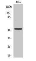 MYLIP Polyclonal Antibody