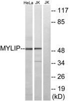 MYLIP Polyclonal Antibody