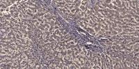 MYLK Polyclonal Antibody