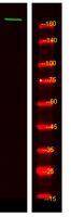 MYO5C Polyclonal Antibody