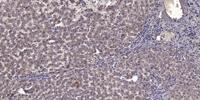 MyoD Polyclonal Antibody