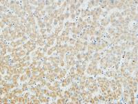 Myogenin Polyclonal Antibody