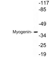 Myogenin Polyclonal Antibody