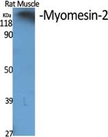 Myomesin-2 Polyclonal Antibody