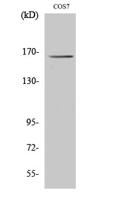 Myomesin-2 Polyclonal Antibody