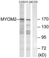 Myomesin-2 Polyclonal Antibody