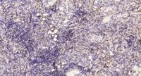 Myosin VA Polyclonal Antibody