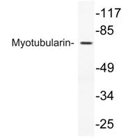 Myotubularin Polyclonal Antibody