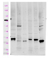 Myp Polyclonal Antibody