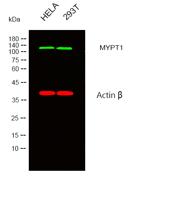 MYPT1 Polyclonal Antibody