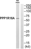 MYPT3 Polyclonal Antibody