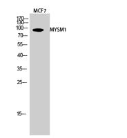 MYSM1 Polyclonal Antibody