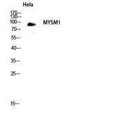 MYSM1 Polyclonal Antibody